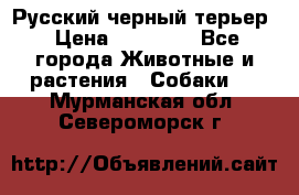 Русский черный терьер › Цена ­ 35 000 - Все города Животные и растения » Собаки   . Мурманская обл.,Североморск г.